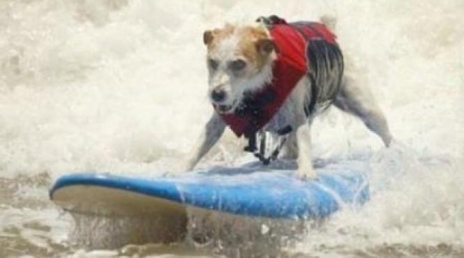 sua zeci de caini s au intrecut la o competitie anuala de surfing din california