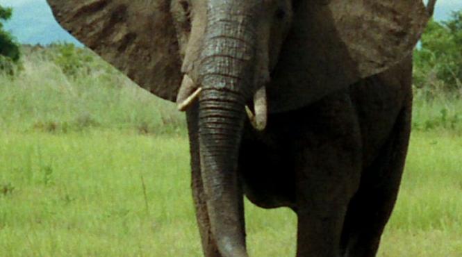 un elefant care a omorat 15 oameni risca sa fie impuscat