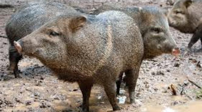 animale furate de la o gradina zoologica pentru a fi mancate