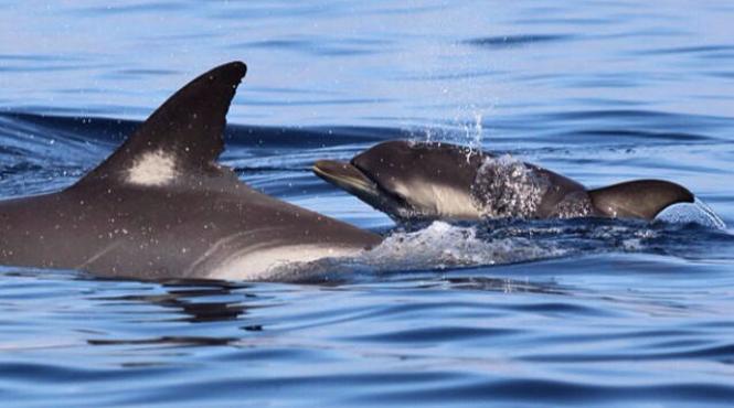 un pui de delfin omorat de disperarea turistilor de a se fotografia cu el