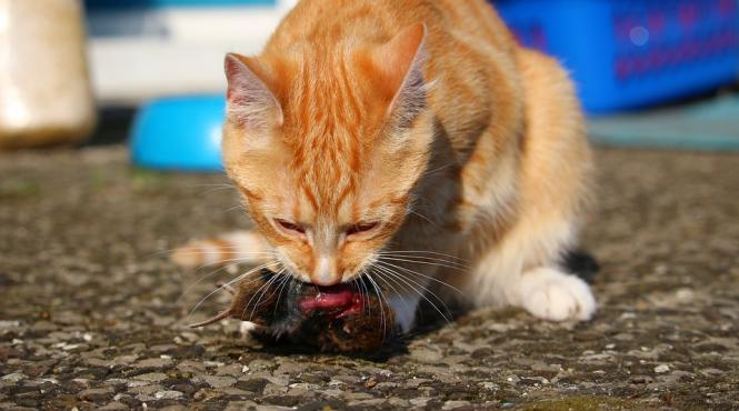 soarecii din parlamentul britanic provoaca pagube de peste 170 000 de dolari pe an