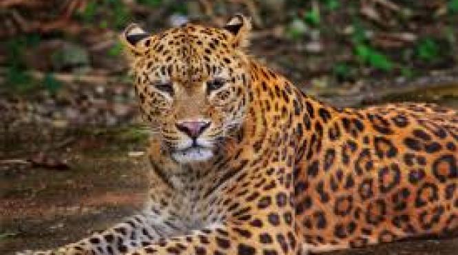 china a fost deschis un parc national dedicat protejarii tigrilor si leoparzilor