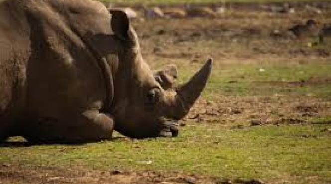15 rinoceri dintr o specie rara ucisi intr o inundatie