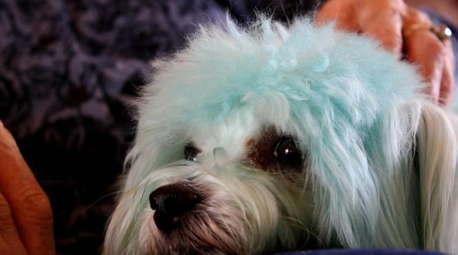 caini albastri din cauza poluarii din mumbai