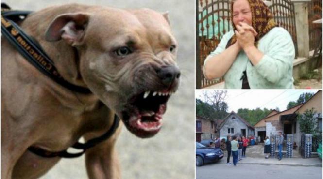 tragedie in sighetu marmatiei copilas de 4 ani sfasiat de cainele amstaff al unchiului animalul l a ucis pe loc apoi l a tarat in curtea casei