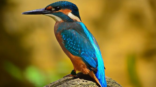 autoritatile britanice au descoperit un migrant mai putin obisnuit in tunelul eurostar