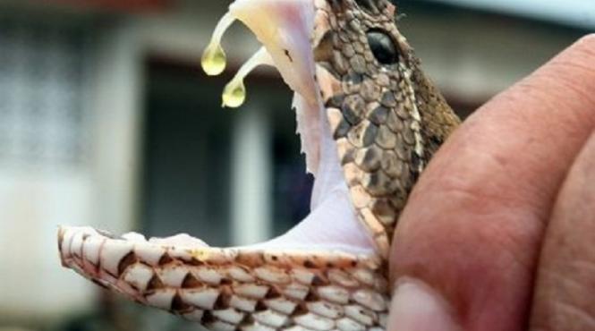 scene infricosatoare un copil de 4 ani a fost muscat de fata de un sarpe la suceava micutul internat in stare grava la chirurgie