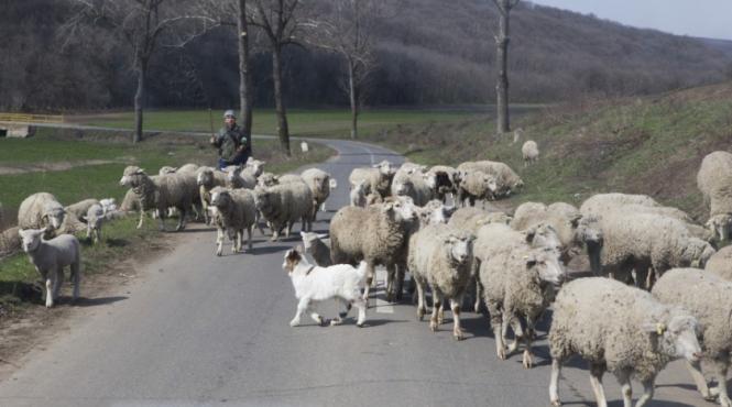 scene socante un cioban a fost spulberat cu tot cu turma de oi pe sosea de un tanar care a fugit de la locul accidentului