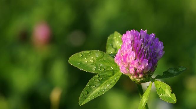 ce boli trateaza trifoiul rosu