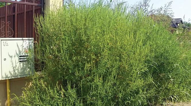 amenzi anti ambrozie