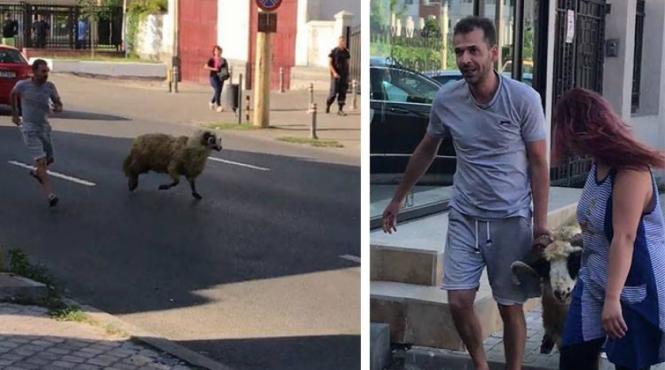clipe de cosmar in constanta un berbec scapat de sub control a fost fugarit pe un bulevard aglomerat din oras