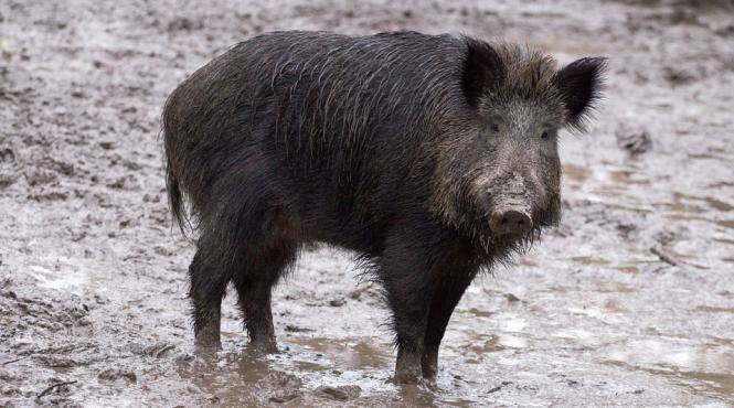 barbat impuscat mortal la o partida de vanatoare in lapusul romanesc