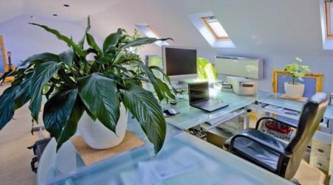 plante benefice vampiri energetici