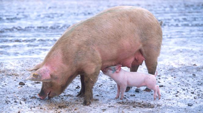 protest la cluj impotriva exploatarii animalelor pentru industria alimentara
