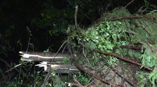 furtuna ucigasa in harghita un barbat si a pierdut viata izbit in plin de un copac doborat de vijelie