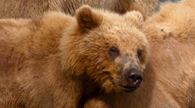 buzau pui de urs indepartat de jandarmi dintr o gospodarie din manzalesti