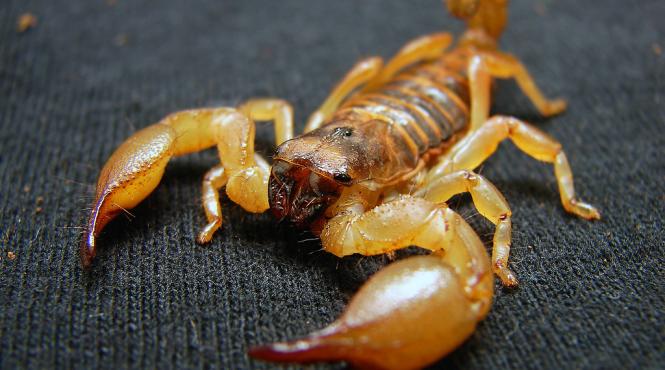 o cursa a liniei aeriene easyjet anulata din cauza unui scorpion