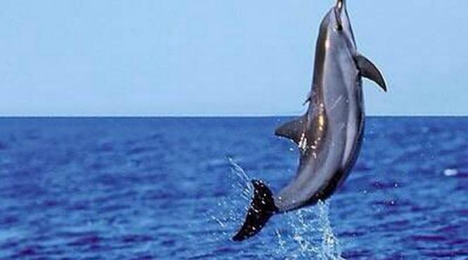 uraganul irma delfini evacuati cu elicopterul in cuba