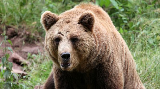 imagini socante la buzau un barbat a fost calcat de caruta dupa ce calul s a speriat de un urs