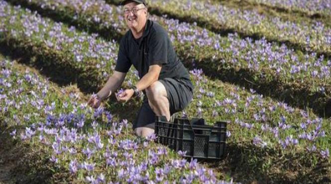 indrazneala de a cultiva aurul rosu rasplatita cu un profit de 22 000 euro la hectar