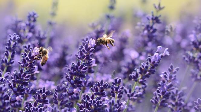 cat de sanatoasa e limonada cu lavanda
