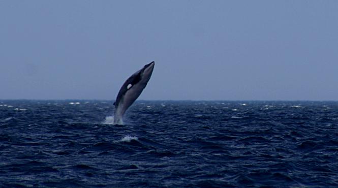 vanatorii japonezi au ucis 177 de balene in ciuda protestelor internationale
