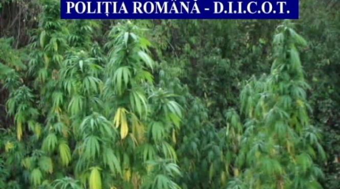doi politisti si un civil care aveau o cultura de canabis retinuti de procurorii diicot