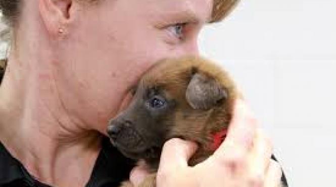 peste 55 de cazuri de campilobacterioza in randul americanilor infectie provenita de la caini