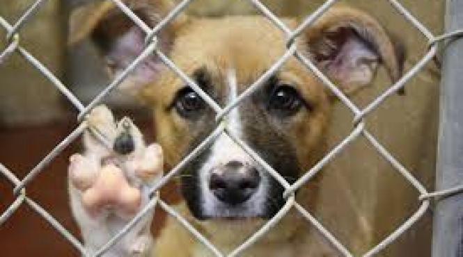 campanie de adoptie a cainilor fara stapan