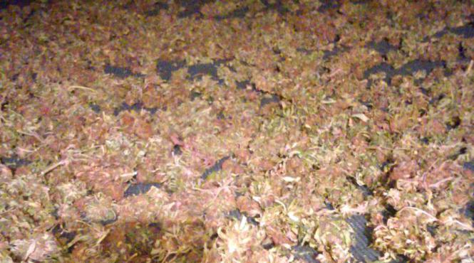 o tona de muguri de canabis descoperita de diicot timisoara