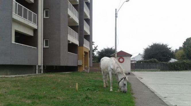 doi cai pasc liberi prin bacau de luni de zile