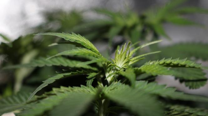 doi barbati retinuti pentru trafic de droguri 640 kg masa verde de canabis confiscate