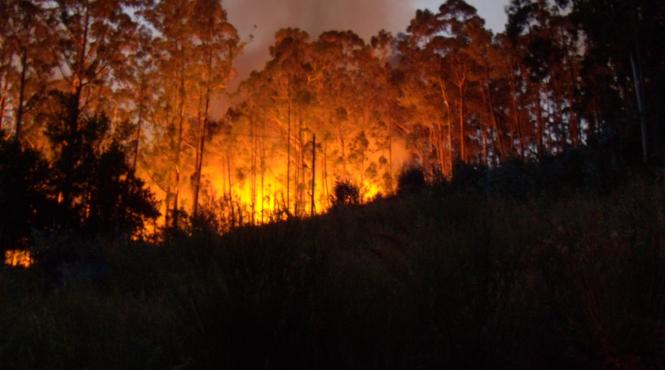 cel putin 27 de persoane au murit in urma incendiilor din portugalia
