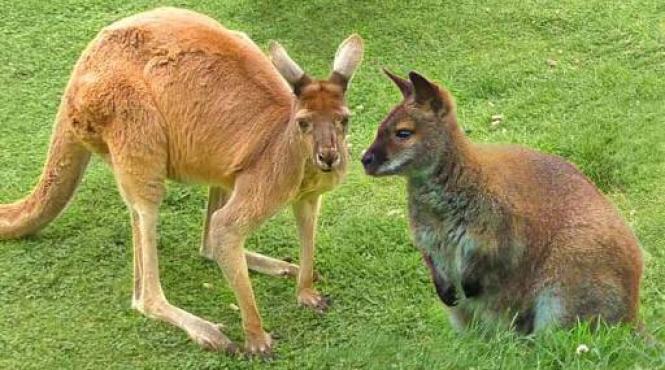 numerosi canguri wallaby au fost ucisi cu brutalitate in australia