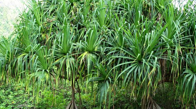 pandanusul este pe punctul de a deveni mai popular decat avocado