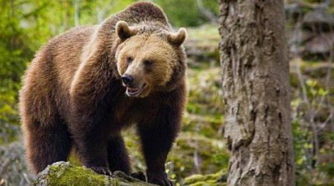 dambovita autoritatile au decis impuscarea unui urs care a fost vazut in gaesti in apropierea gopodariilor