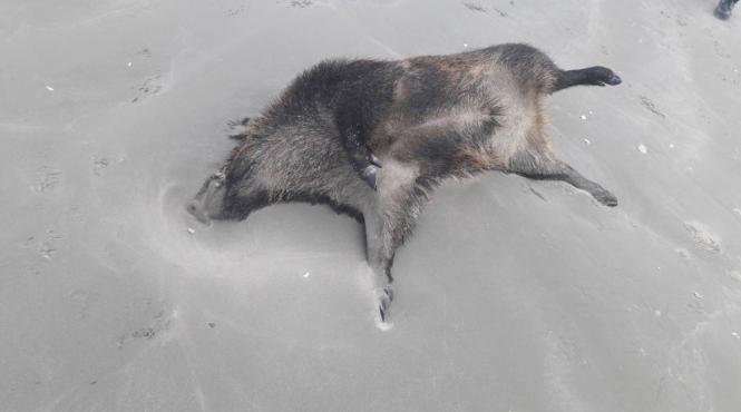 cadavrele a doi mistreti descoperite pe plaja din mamaia