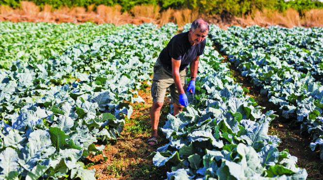 fonduri pentru producatorii de fructe si legume
