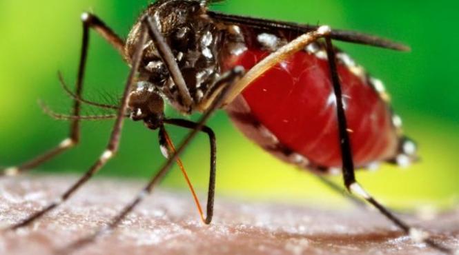 alerta de malarie in africa de sud