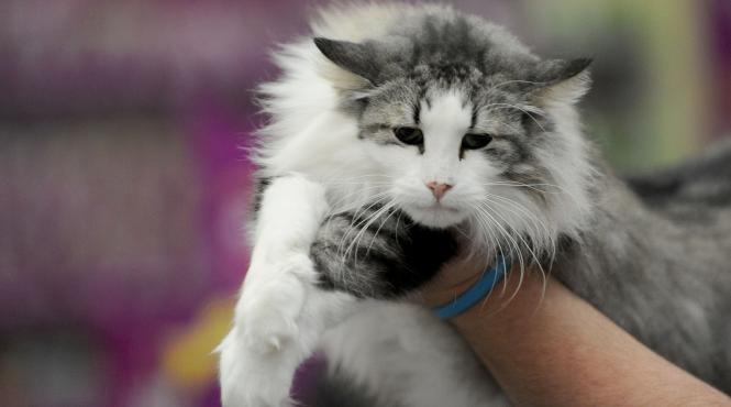 sofisticat 2017 concursul celor mai frumoase pisici galerie foto