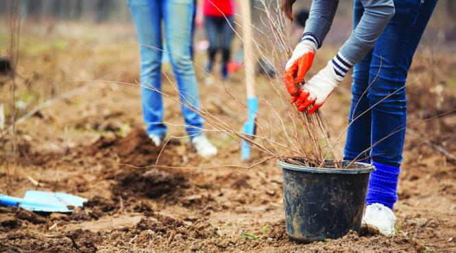 prima impadurire 56 de kilometri patrati plantati in 2017