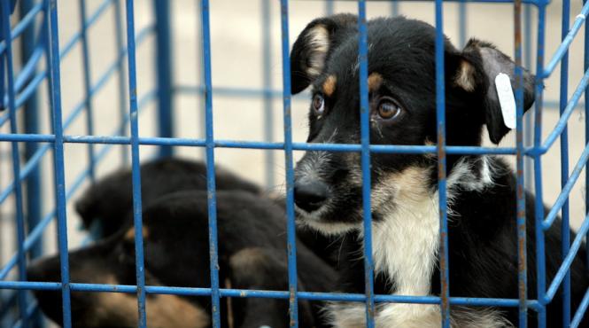 premiera in tara noastra un barbat a fost condamnat la inchisoare pentru uciderea unui animal