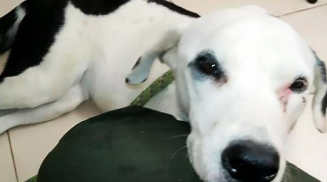 incredibil un catel a murit de tristete dupa ce a fost parasit de stapanul sau pe un aeroport