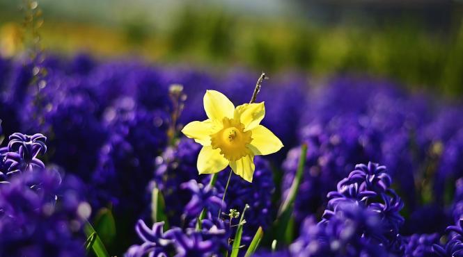 tainele horoscopului turcesc