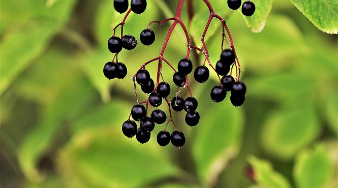 efectul fructelor de soc asupra organismului