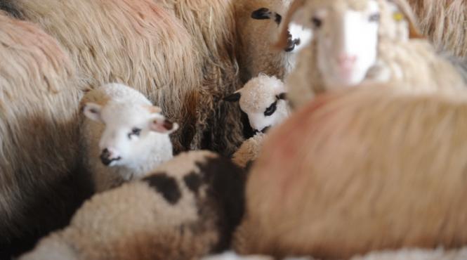 romania exporta animale chinuite acuza activistii