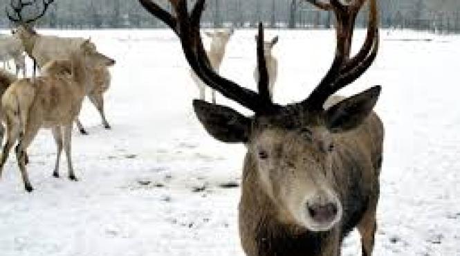 baia de sange peste 100 de reni omorati in norvegia