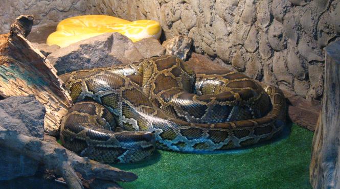 thailanda un piton de 3 metri a omorat un barbat