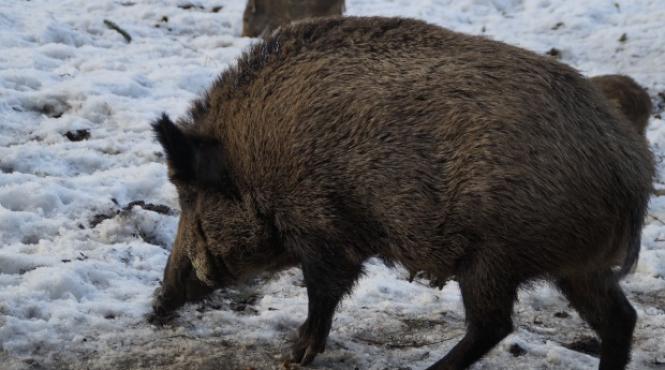 alerta in arges un barbat a fost ranit grav de mistreti