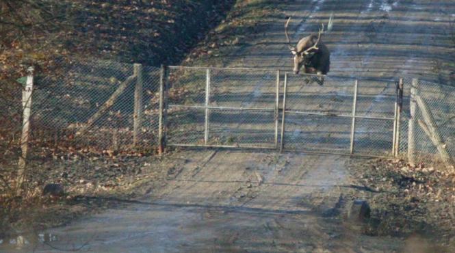 braconier prins de politisti dupa ce a impuscat o caprioara